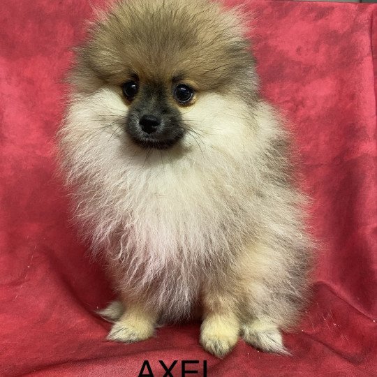 chiot Spitz allemand AXEL spitz Domaine de la Chantelaie