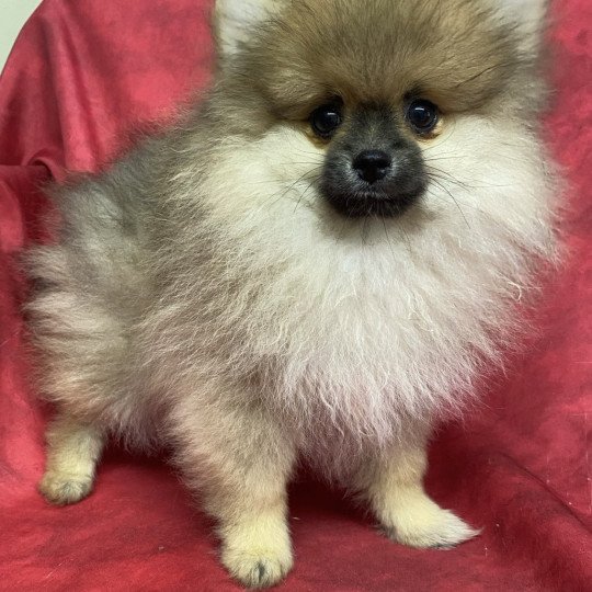 chiot Spitz allemand AXEL spitz Domaine de la Chantelaie