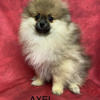 chiot Spitz allemand AXEL spitz Domaine de la Chantelaie chiot Spitz allemand AXEL spitz Domaine de la Chantelaie