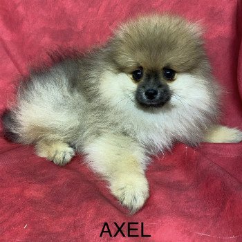 chiot Spitz allemand AXEL spitz Domaine de la Chantelaie chiot Spitz allemand AXEL spitz Domaine de la Chantelaie