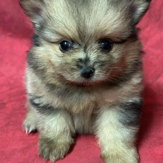 chiot Spitz allemand AXTON spitz nain Domaine de la Chantelaie