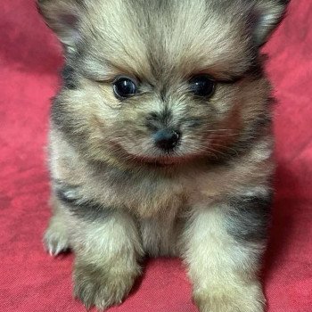 chiot Spitz allemand AXTON spitz nain Domaine de la Chantelaie