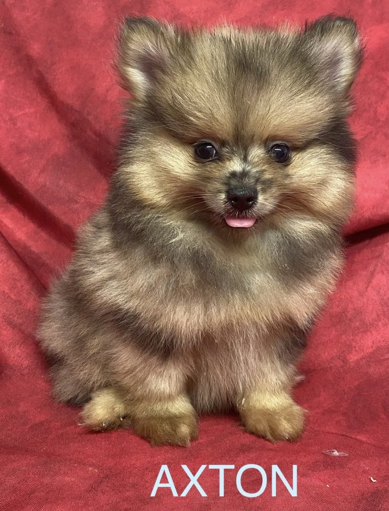 AXTON spitz nain Mâle Spitz allemand