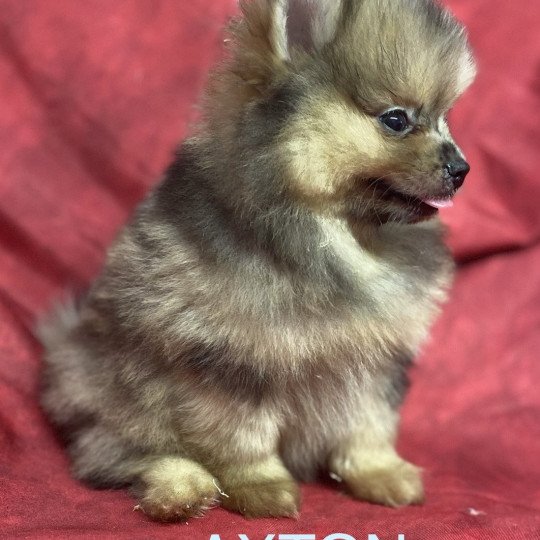 chiot Spitz allemand AXTON spitz nain Domaine de la Chantelaie