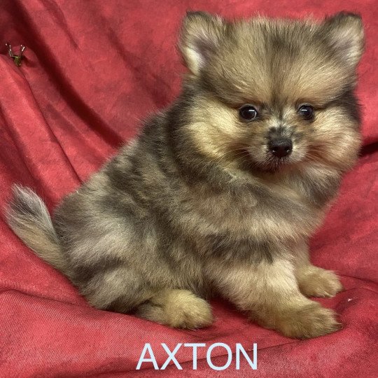 chiot Spitz allemand AXTON spitz nain Domaine de la Chantelaie