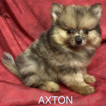 chiot Spitz allemand AXTON spitz nain Domaine de la Chantelaie