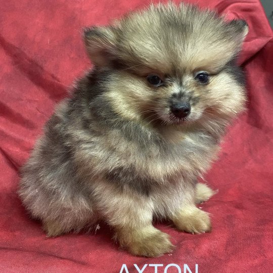chiot Spitz allemand AXTON spitz nain Domaine de la Chantelaie