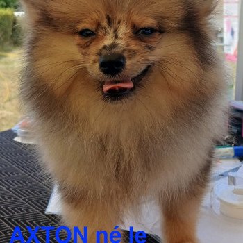 chiot Spitz allemand AXTON spitz nain Domaine de la Chantelaie