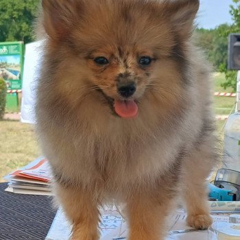 chiot Spitz allemand AXTON spitz nain Domaine de la Chantelaie
