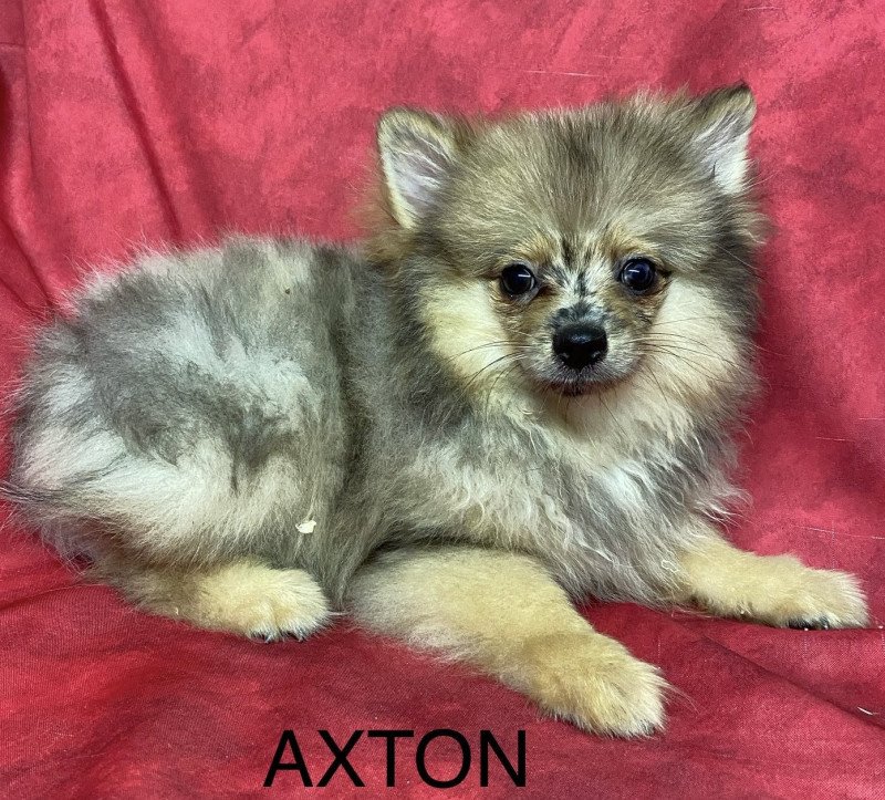 AXTON spitz Mâle Spitz allemand