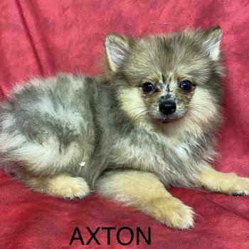 chiot Spitz allemand AXTON spitz nain Domaine de la Chantelaie