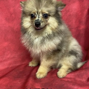 chiot Spitz allemand AXTON spitz nain Domaine de la Chantelaie