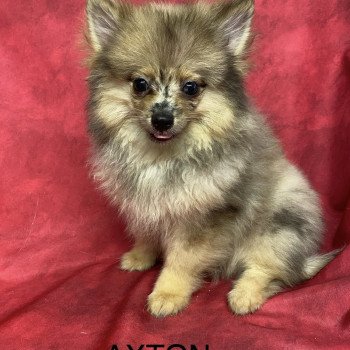 chiot Spitz allemand AXTON spitz nain Domaine de la Chantelaie