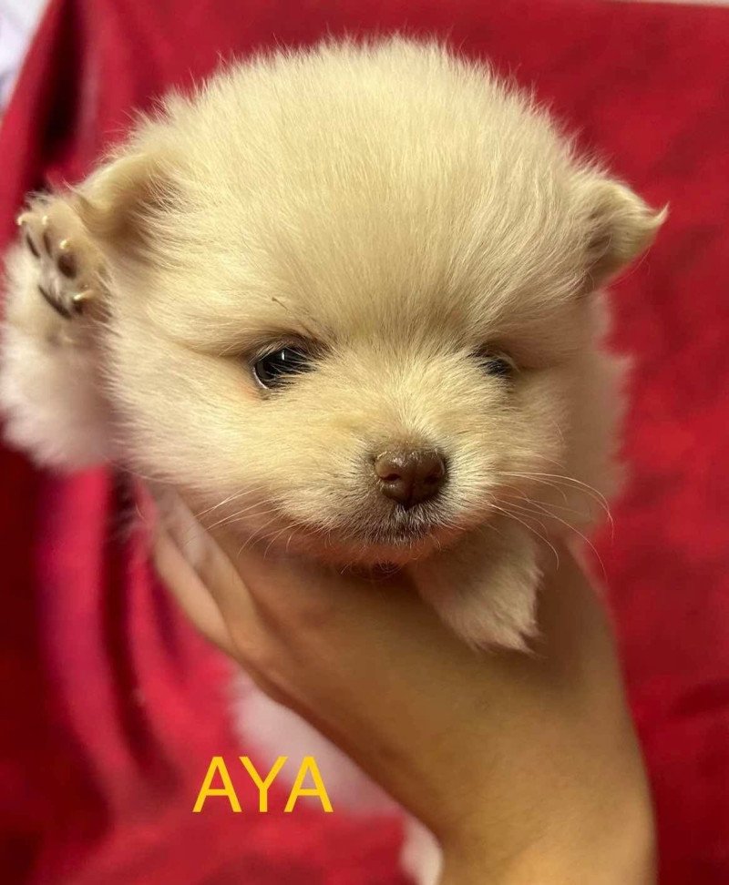AYA Spitz naine à réserver Femelle Spitz allemand