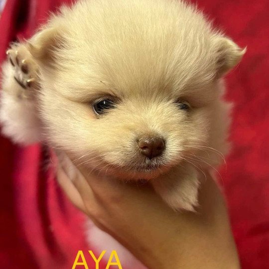 chiot Spitz allemand AYA Spitz à réserver Domaine de la Chantelaie