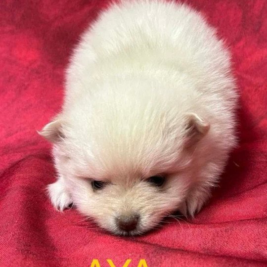 chiot Spitz allemand AYA Spitz à réserver Domaine de la Chantelaie