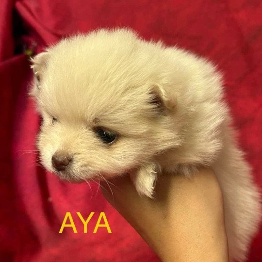 chiot Spitz allemand AYA Spitz à réserver Domaine de la Chantelaie