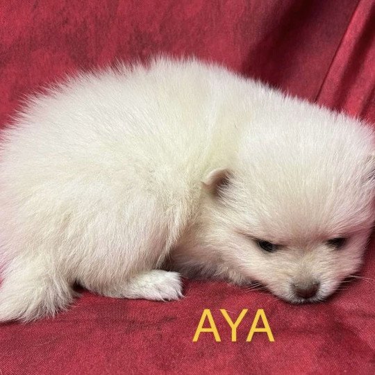 chiot Spitz allemand AYA Spitz à réserver Domaine de la Chantelaie