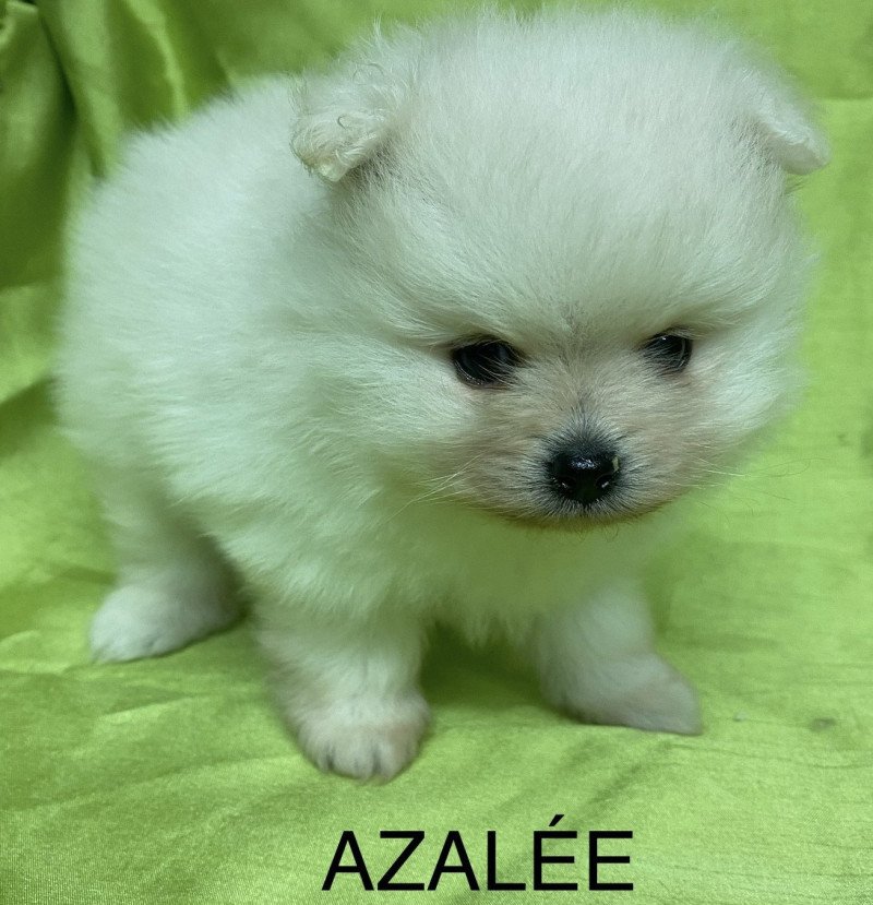 AZALÉE spitz nain blanc Poméranian à réserver Femelle Spitz allemand