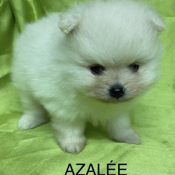 chiot Spitz allemand AZALÉE spitz nain blanc Domaine de la Chantelaie