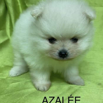chiot Spitz allemand AZALÉE spitz nain blanc Domaine de la Chantelaie