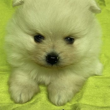 chiot Spitz allemand AZALÉE spitz nain blanc Domaine de la Chantelaie