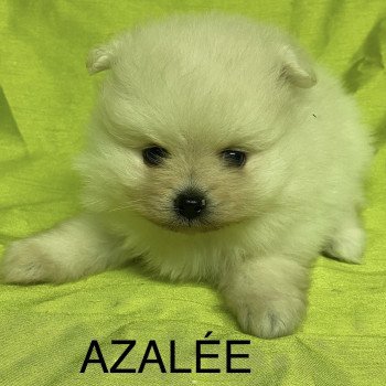 chiot Spitz allemand AZALÉE spitz nain blanc Domaine de la Chantelaie
