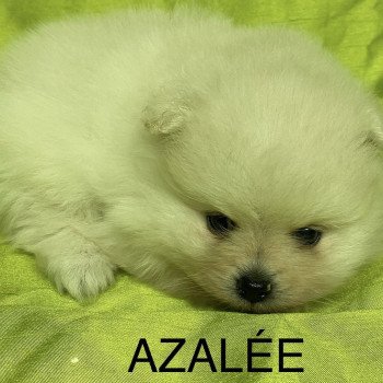 chiot Spitz allemand AZALÉE spitz nain blanc Domaine de la Chantelaie