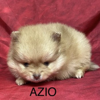 chiot Spitz allemand AZIO spitz à réserver Domaine de la Chantelaie