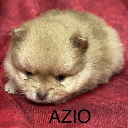 chiot Spitz allemand AZIO spitz à réserver Domaine de la Chantelaie