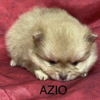 chiot Spitz allemand AZIO spitz à réserver Domaine de la Chantelaie