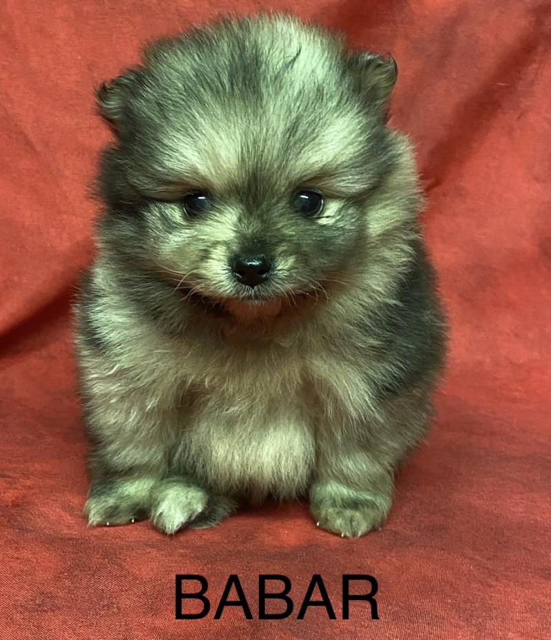 BABAR spitz à réserver Mâle Spitz allemand