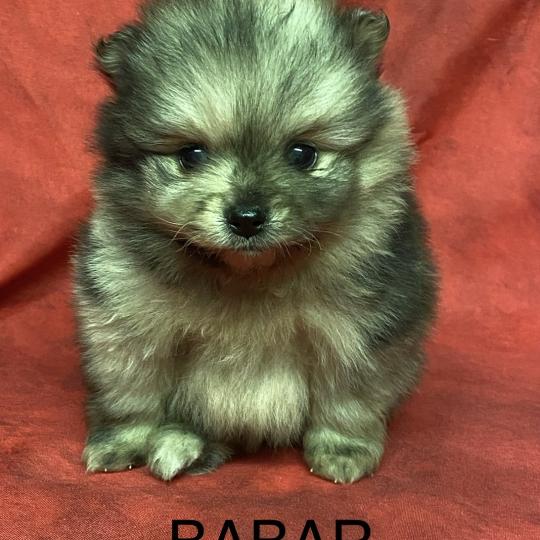 chiot Spitz allemand BABAR spitz à réserver Domaine de la Chantelaie