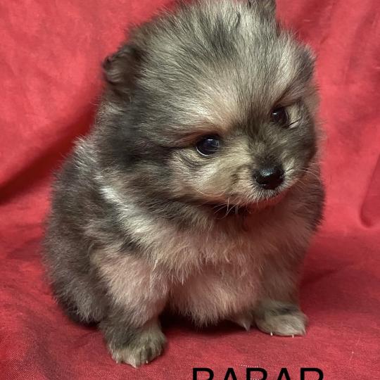 chiot Spitz allemand BABAR spitz à réserver Domaine de la Chantelaie