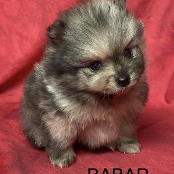 chiot Spitz allemand BABAR spitz à réserver Domaine de la Chantelaie