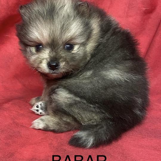 chiot Spitz allemand BABAR spitz à réserver Domaine de la Chantelaie