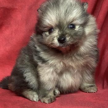 chiot Spitz allemand BABAR spitz à réserver Domaine de la Chantelaie