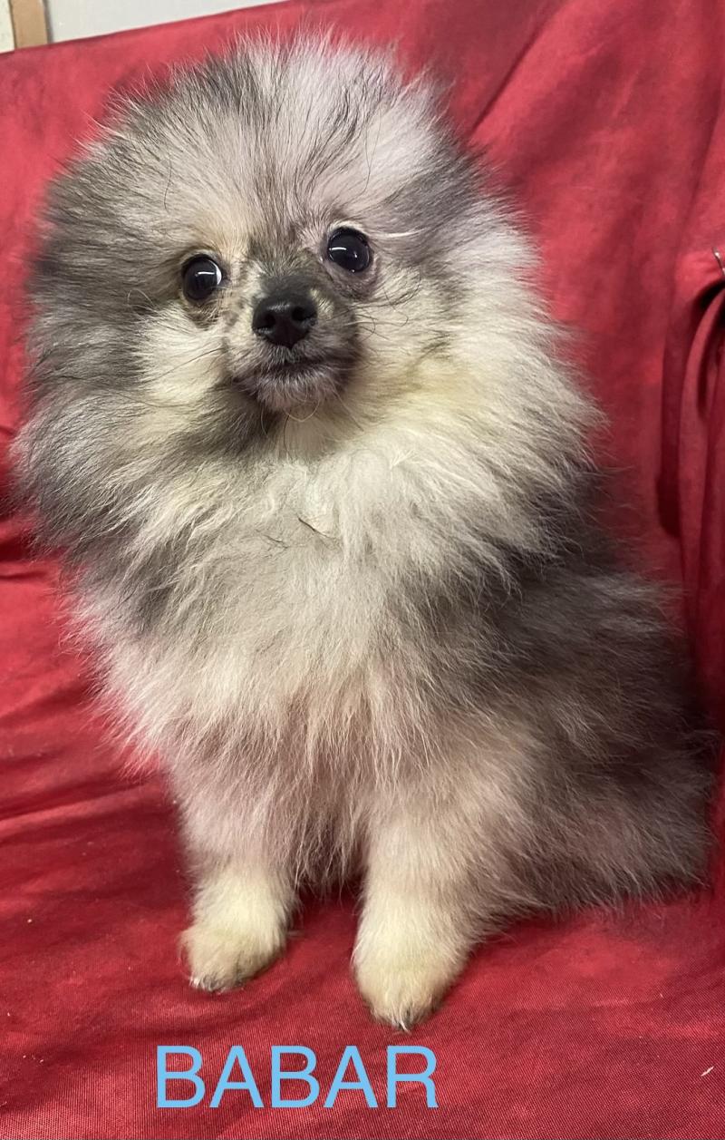 BABAR spitz nain DISPONIBLE Mâle Spitz allemand