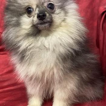 chiot Spitz allemand BABAR spitz nain disponible Domaine de la Chantelaie