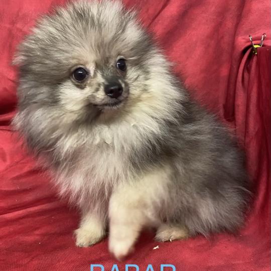 chiot Spitz allemand BABAR spitz nain disponible Domaine de la Chantelaie