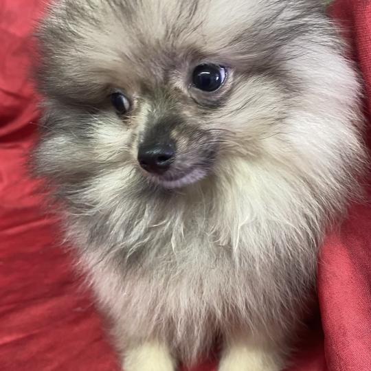 chiot Spitz allemand BABAR spitz nain disponible Domaine de la Chantelaie