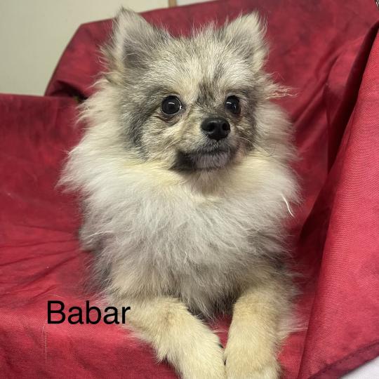 BABAR spitz nain DISPONIBLE Mâle Spitz allemand