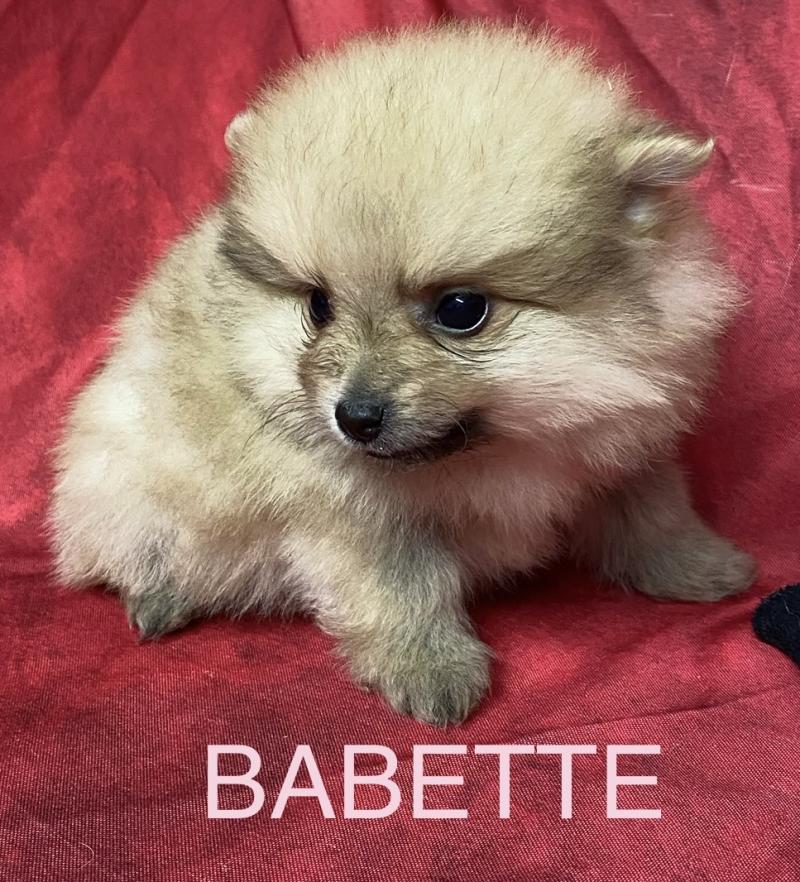 BABETTE spitz naine à réserver Femelle Spitz allemand