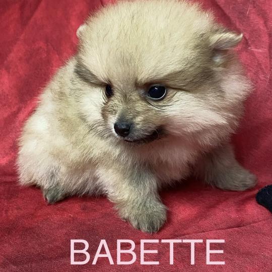 chiot Spitz allemand BABETTE spitz naine à réserver Domaine de la Chantelaie