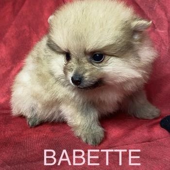 chiot Spitz allemand BABETTE spitz naine à réserver Domaine de la Chantelaie