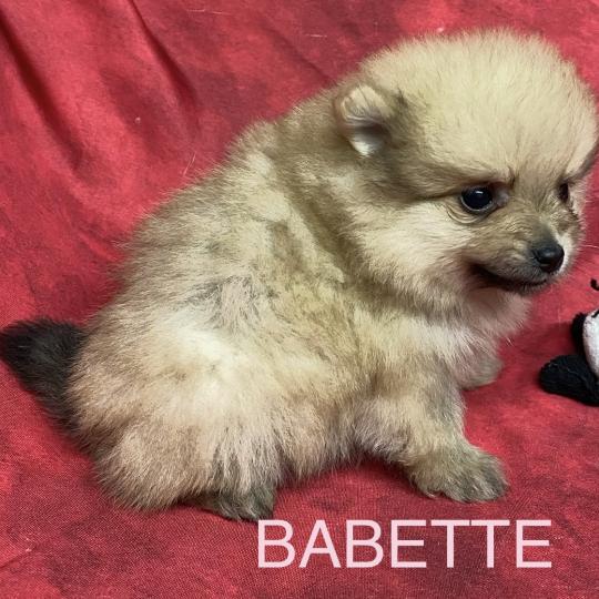 chiot Spitz allemand BABETTE spitz naine à réserver Domaine de la Chantelaie