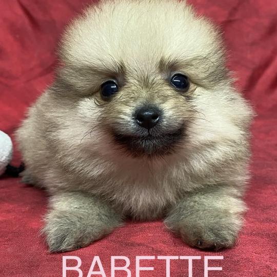 chiot Spitz allemand BABETTE spitz naine à réserver Domaine de la Chantelaie