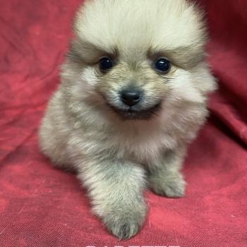 chiot Spitz allemand BABETTE spitz naine à réserver Domaine de la Chantelaie