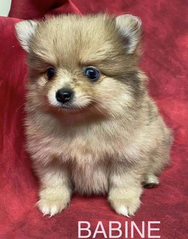 BABINE spitz naine à réserver Femelle Spitz allemand