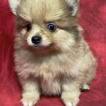 chiot Spitz allemand BABINE spitz naine disponible Domaine de la Chantelaie